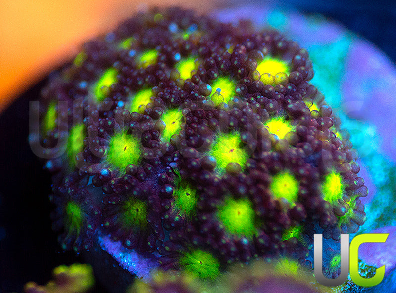 UC Party Crasher Micro Goni