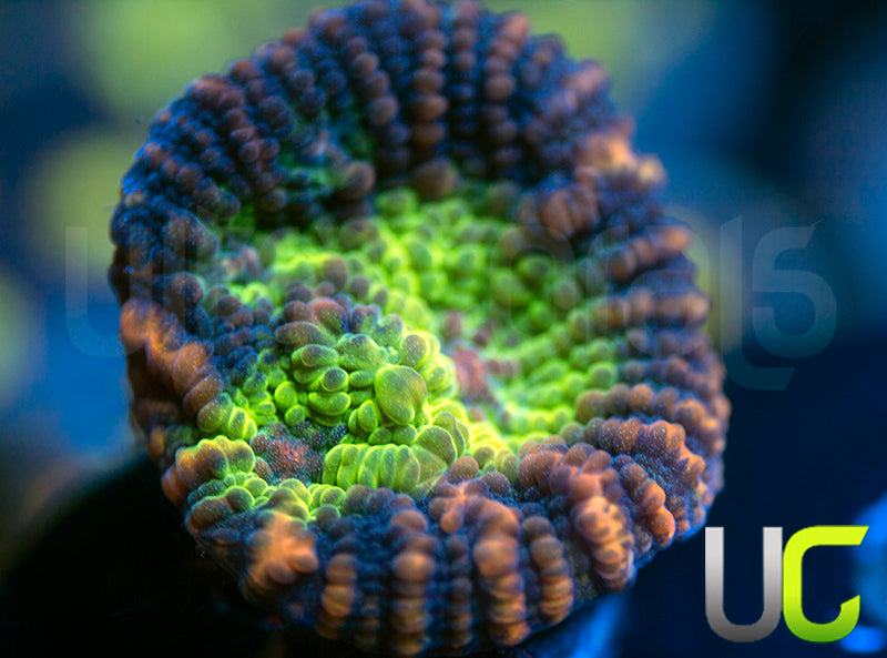 UC Tiger King Chalice