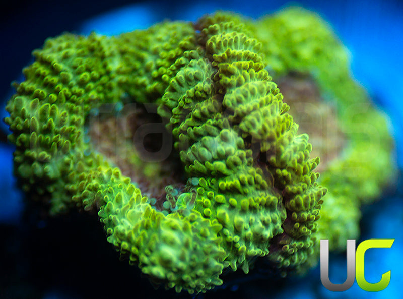 UC Pink Flamingo Micro Amakusensis