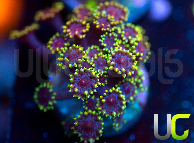 UC Pixy Stix Micro Goni