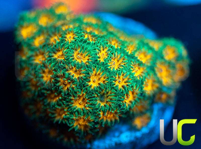 John Deere Leptastrea