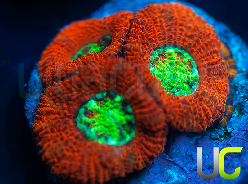 UC Dragon Slayer Micro Amakusensis