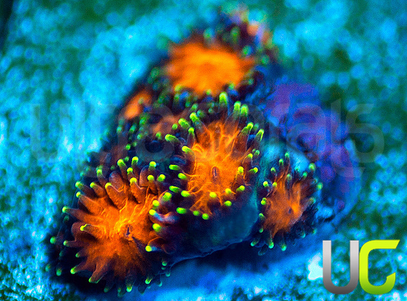 UC Lightning Tip Leptastrea