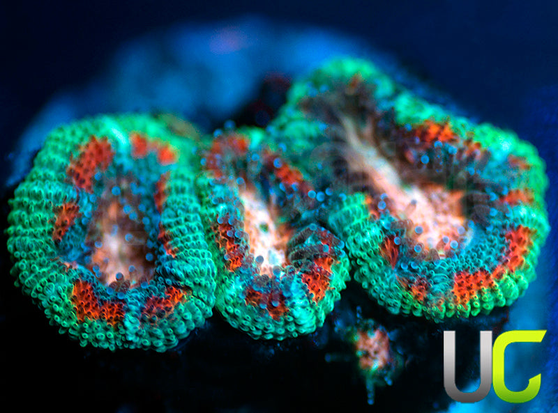 UC Pink Pinwheel Micro Amakusensis