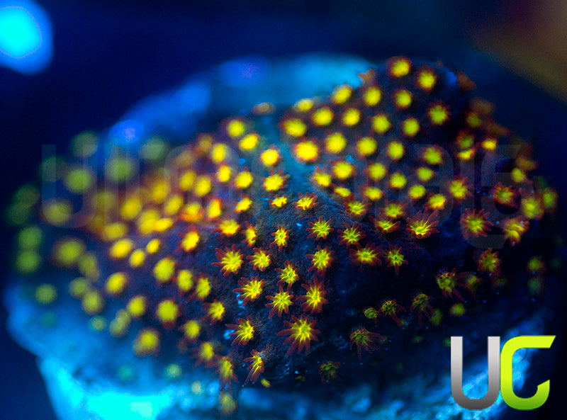 UC Flamethrower Stylo