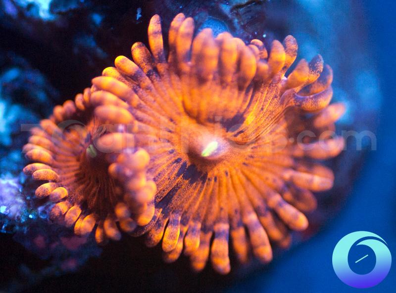 Valentines Day Massacre