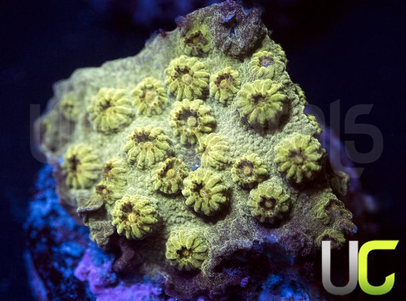 Forest Green Cyphastrea