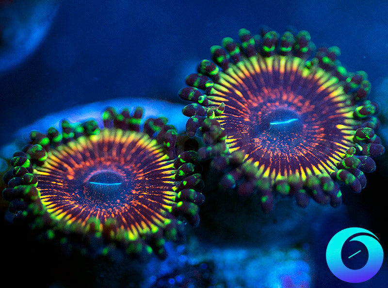 NEW RELEASE: Dopamine