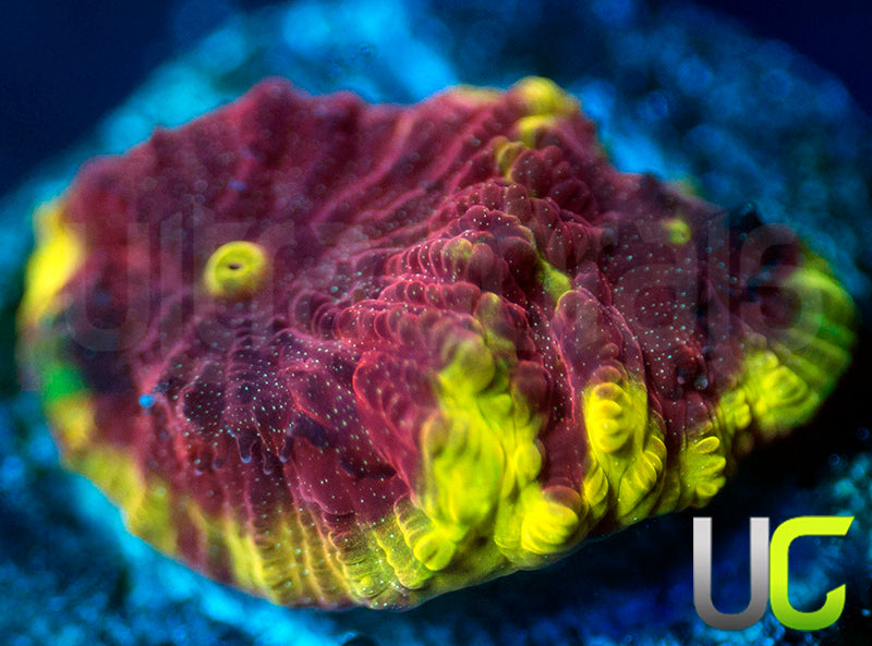 UC Sour Power Favites