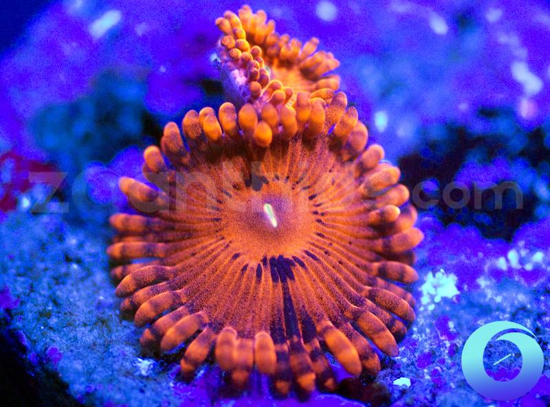 Valentines Day Massacre