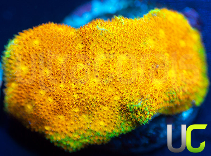 Yellow Yutz Psammocora