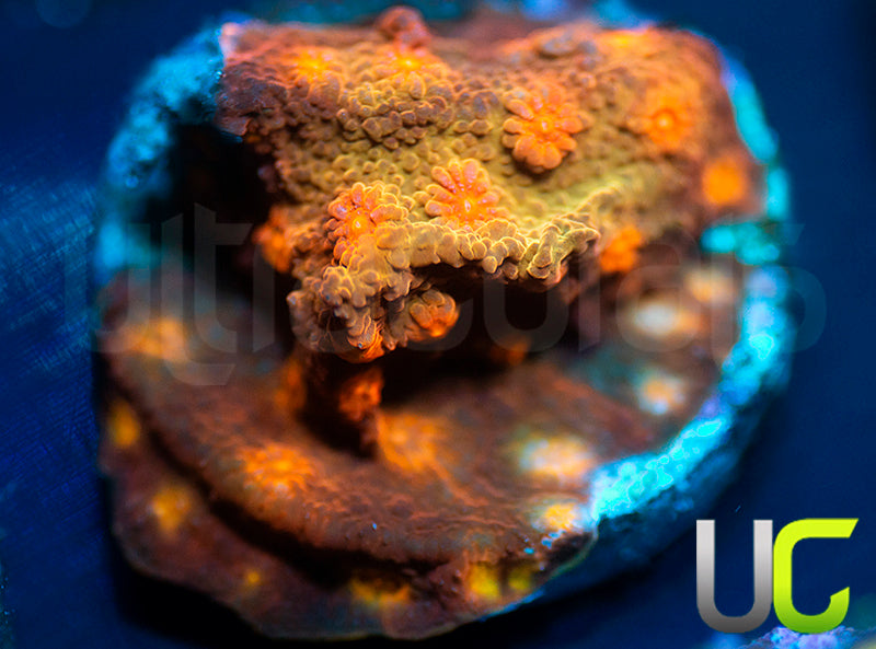 UC Jolly Roger Cyphastrea