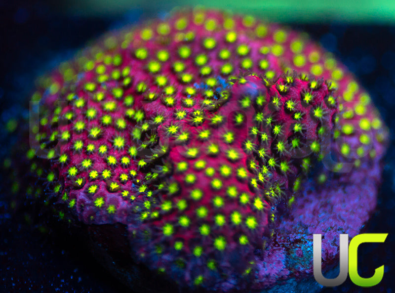 UC Raspberry Pie Stylo