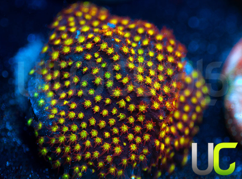 UC Flamethrower Stylo