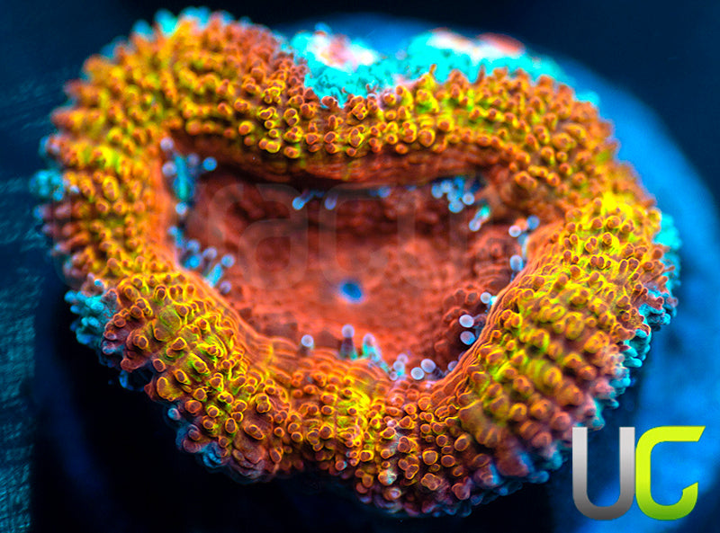 UC Kava Kava Micro Lord