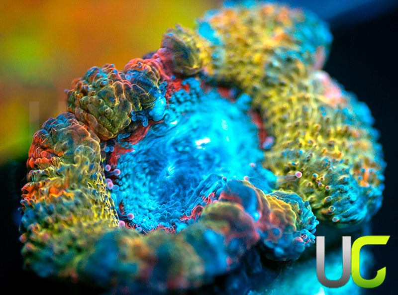 CC Thai Sunset Micro Lord