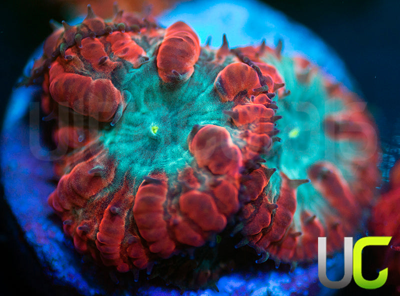 UC Home Stretch Blastos