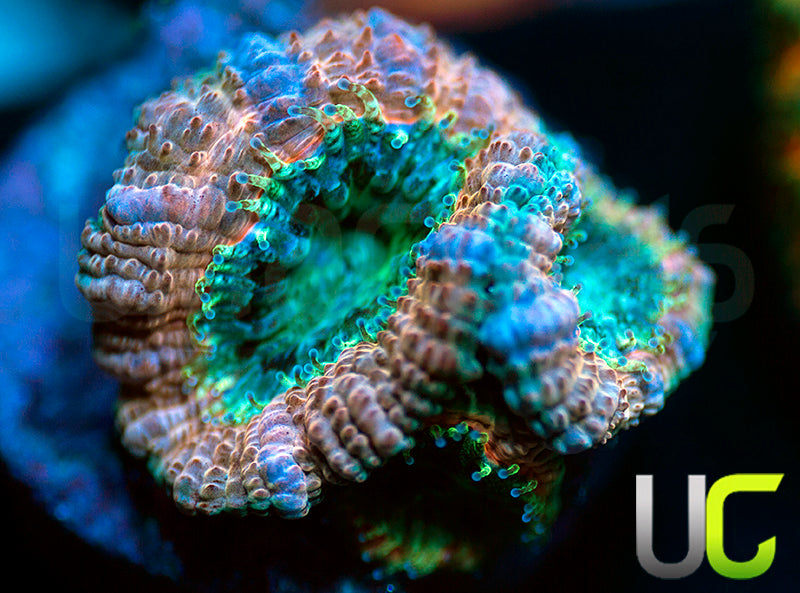 UC Peachy Keen Micro Lord