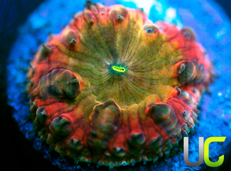 BSA TT Twister Blasto