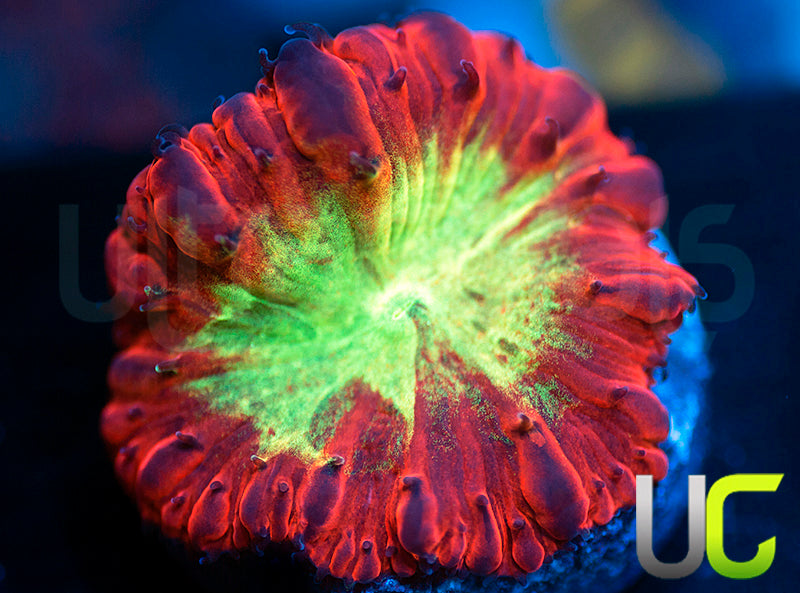 UC Kaleidoscope Blasto