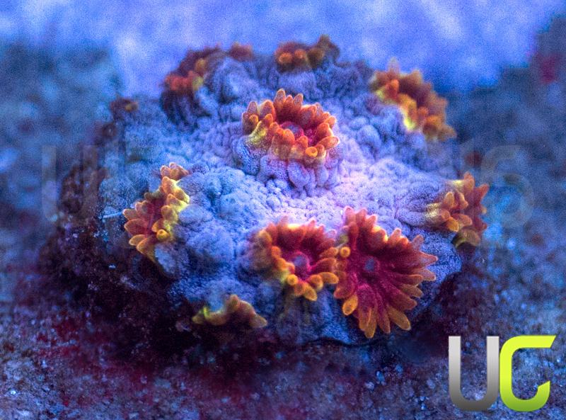 WWC Skittle Bomb Cyphastrea