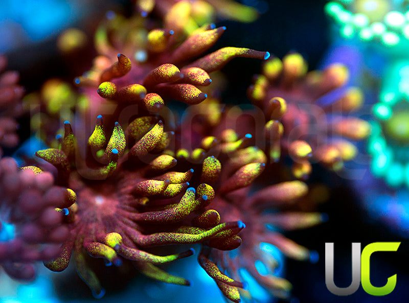 Pedros Rainbow Glitter Goni