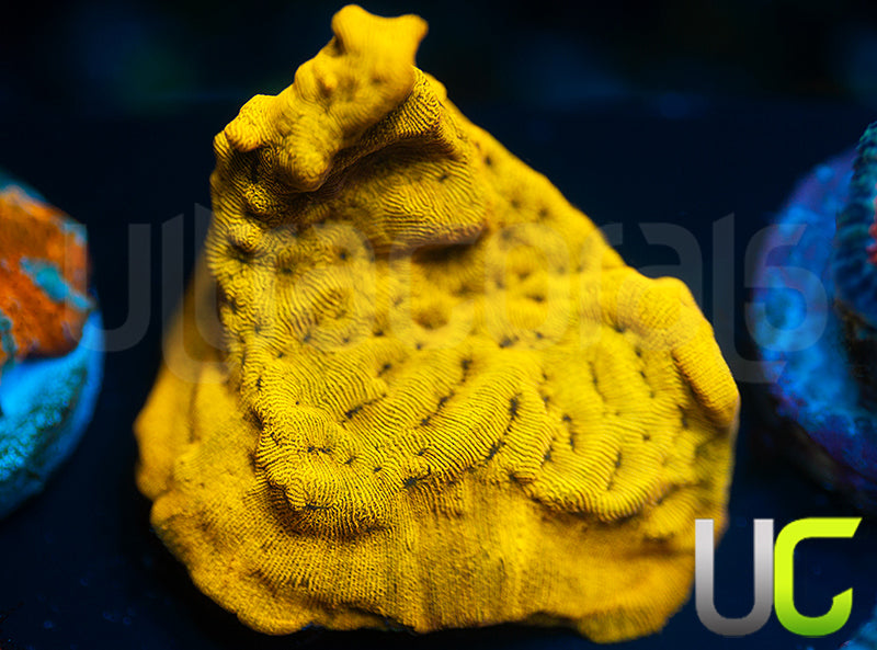 UC Golden Dragon Lepto