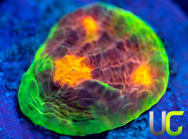 UC Mario Kart Chalice