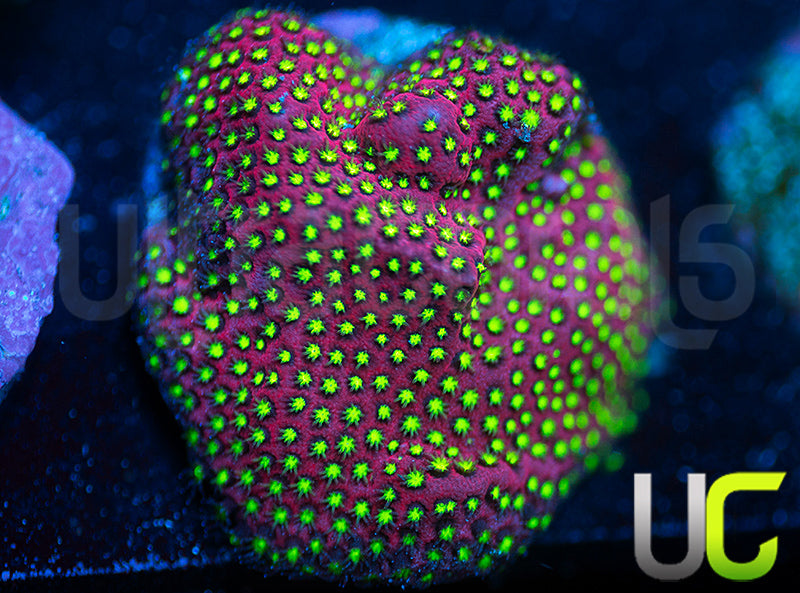 UC Raspberry Pie Stylo