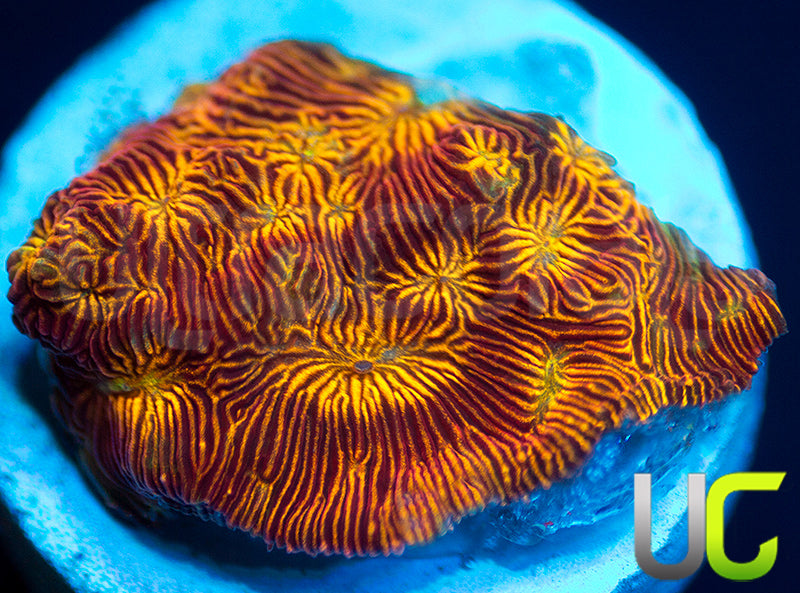 UC Sun Goddess Lepto