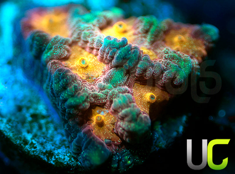 NEW RELEASE: UC Pop Socket Favites