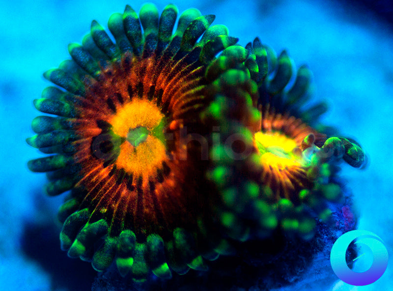 Rainbow Incinerators