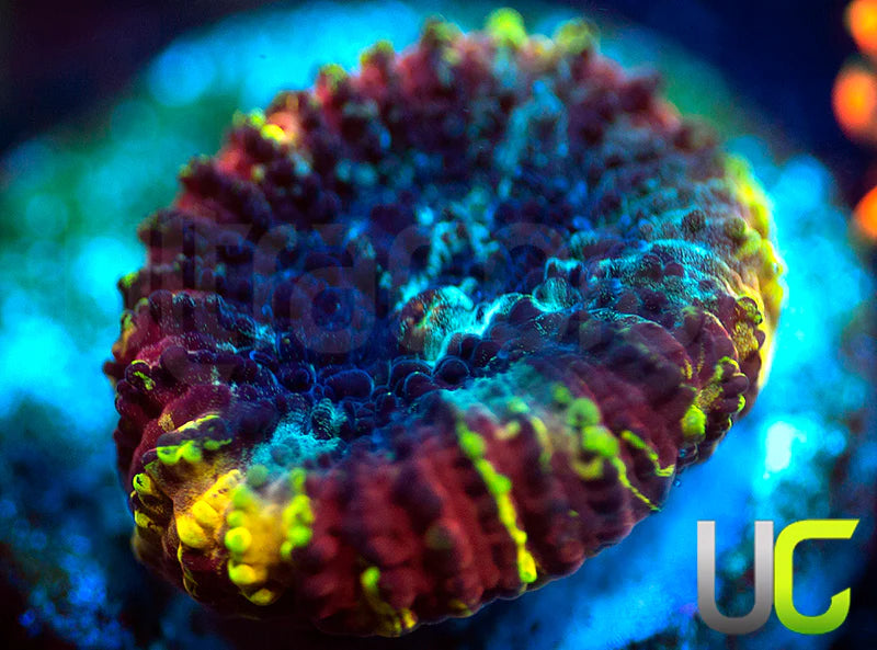 JF Yellow Submarine Favia