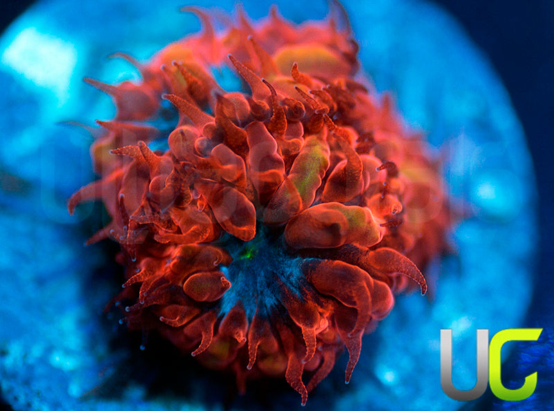 UC Blue Raven Blastos