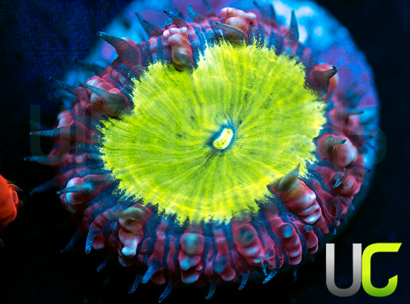 BSA Green Eggs and Ham Blasto