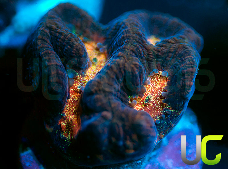 NEW RELEASE: UC Purple Rain Platy