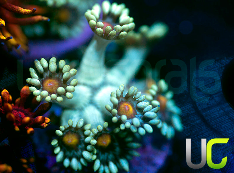 UC Rainbow Wolverine Goni