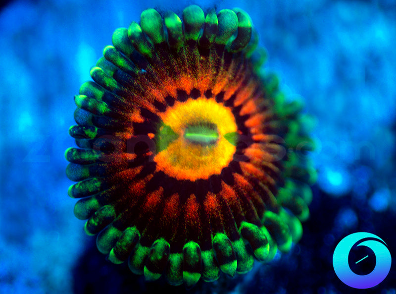 Rainbow Incinerators