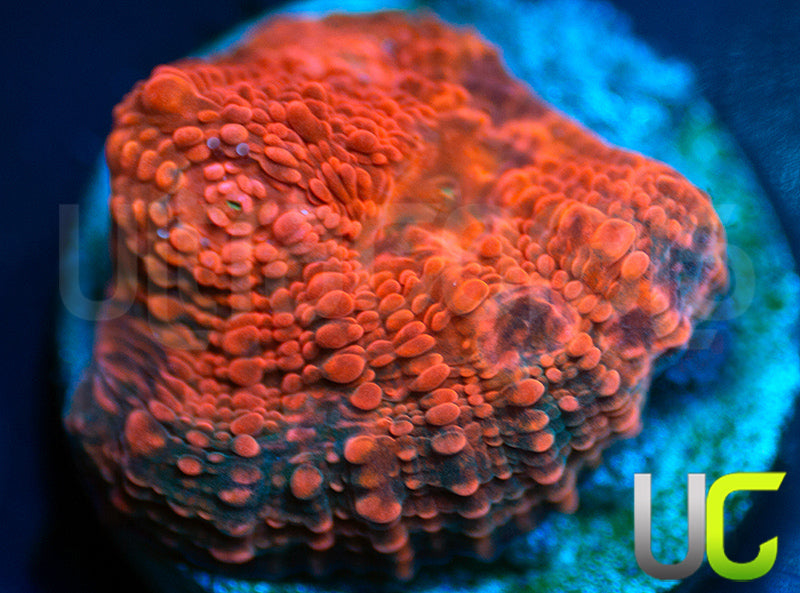 UC Black Dhalia Chalice