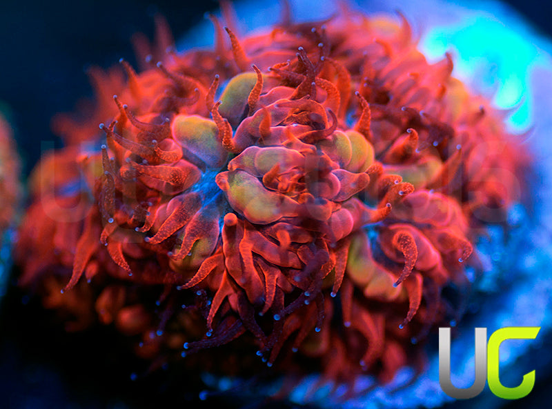 UC Blue Raven Blastos