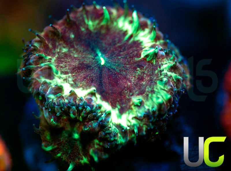 UC Apocalypse Blastos