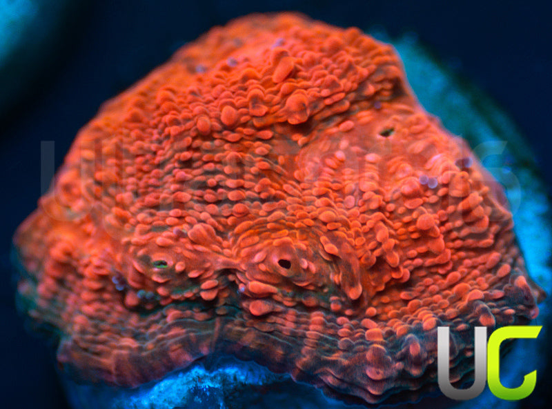 UC Black Dhalia Chalice