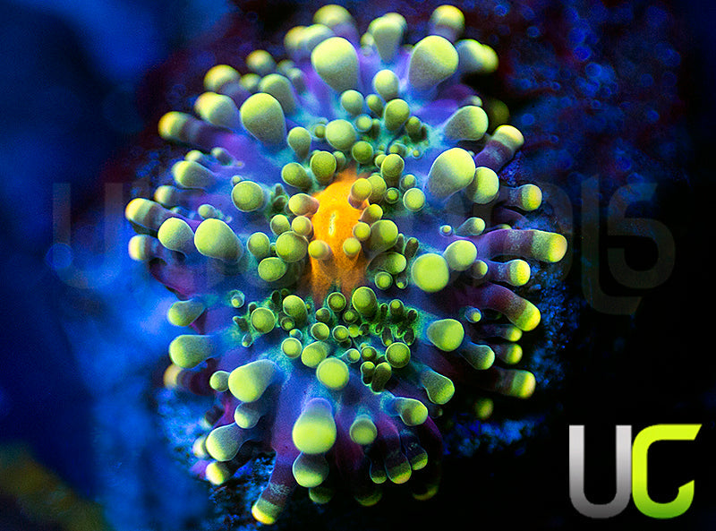 UC Calypso Yuma Ricordea