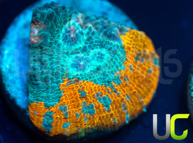 UC Blue Legion Chalice