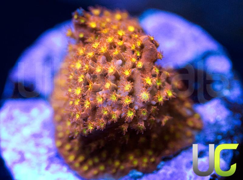 UC Psycho Pirate Stylo