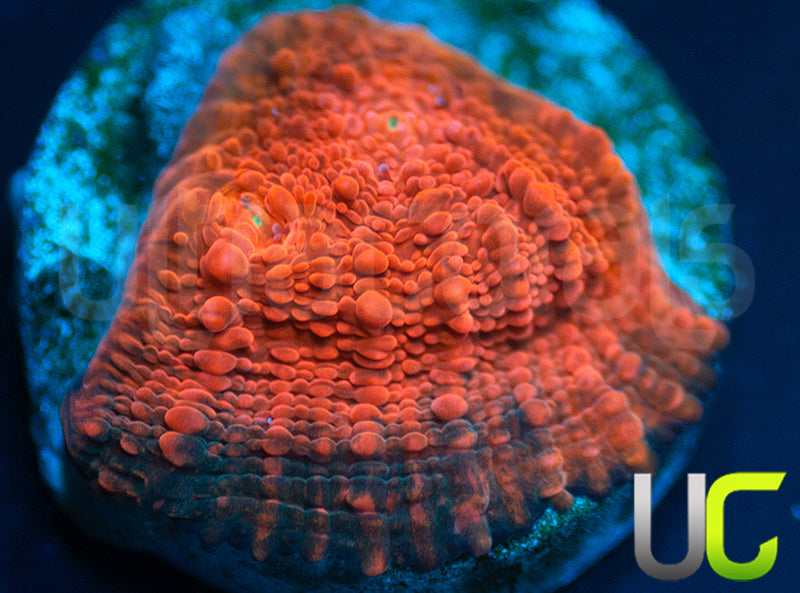 UC Black Dhalia Chalice