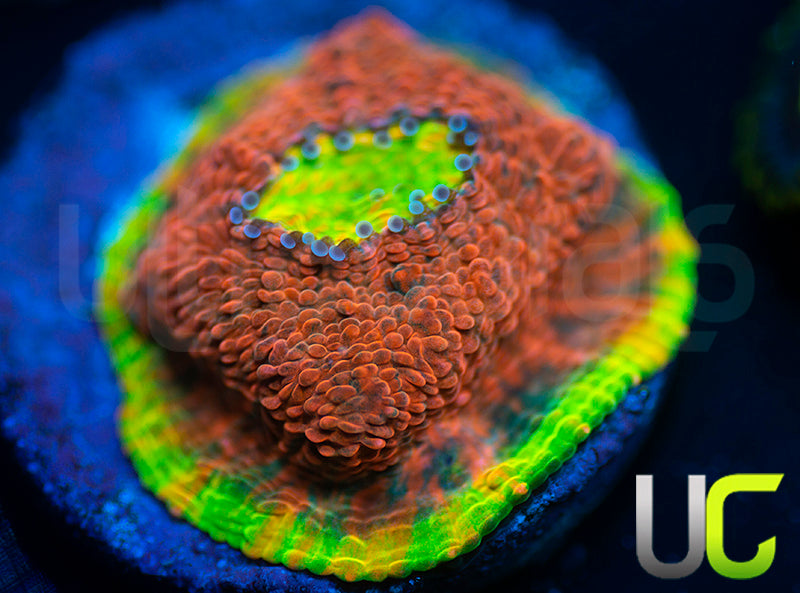 Ultra Watermelon Chalice