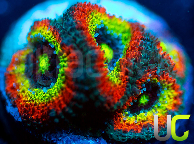 BigR Holy Grail Micro Amakusensis