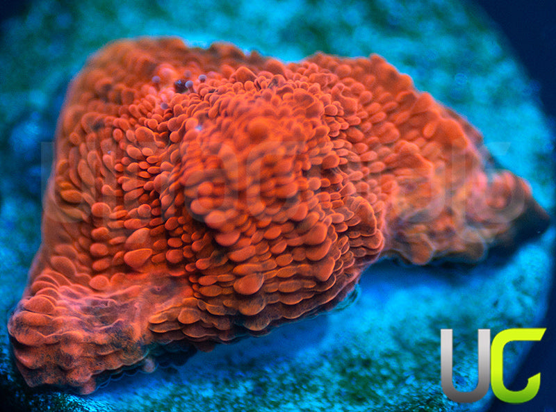 UC Black Dhalia Chalice