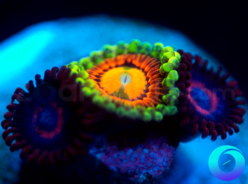 Rainbow Incinerator & Vivid Stingers